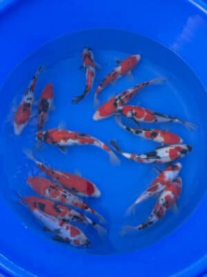 Japan Koi Jumbo Tosai Showa/ Sanke Lenz Koi