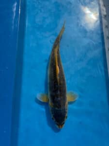 Lenz Koi Ki Shusui/ Midorigoi Japan Koi