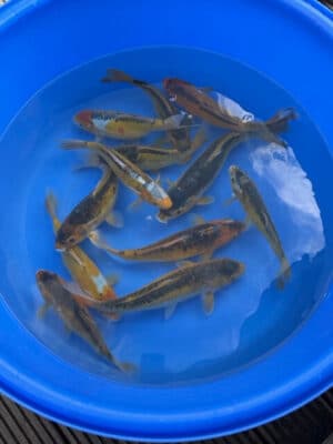 Lenz Koi Ki Shusui/ Midorigoi Japan Koi