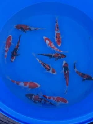 Japan Koi Bowl Miyatora Showa,Kohaku,Doitsu Showa Lenz Koi