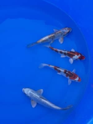 Japan Koi Bowl Miyatora Kujaku, Ginrin Kogane Lenz Koi