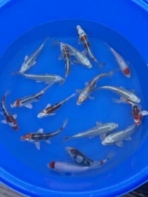 Japan Koi Bowl Miyatora Tosai Mix Lenz Koi