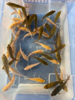 Japan Koi Chagoi_ Kigoi Lenz Koi