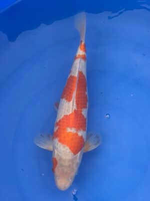 Lenz Koi Goshiki Shigure Japan Koi