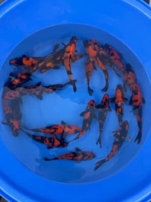 Japan Koi Hi Utsuri Bowl Lenz Koi