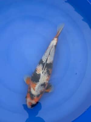 Lenz Koi Kage Utsuri Japan Koi