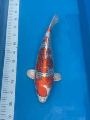 Lenz Koi Kujaku Japan Koi
