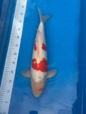 Japan Koi Sanke Lenz Koi