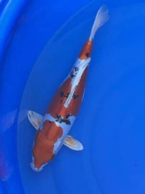 Japan Koi Benoi Kikokuryu Lenz Koi