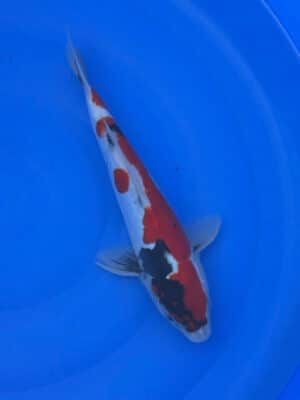 Japan Koi Doitsu Showa Lenz Koi