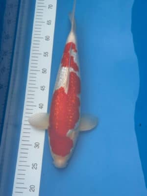 Japan Koi Ginrin Kohaku Lenz Koi