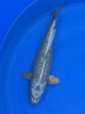 Japan Koi Ginrin Mukashi Ogon Lenz Koi