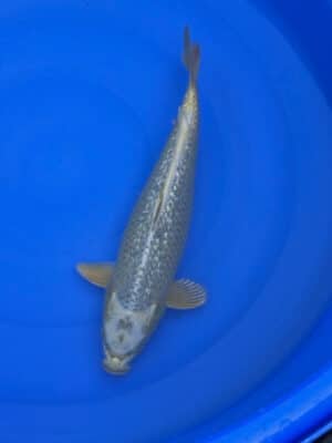 Japan Koi Ginrin Mukashi Ogon Lenz Koi
