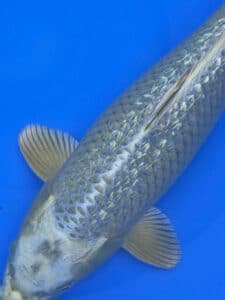Japan Koi Ginrin Mukashi Ogon Lenz Koi