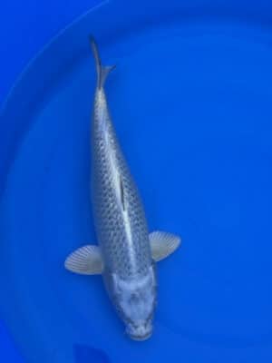 Japan Koi Ginrin Mukashi Ogon Lenz Koi