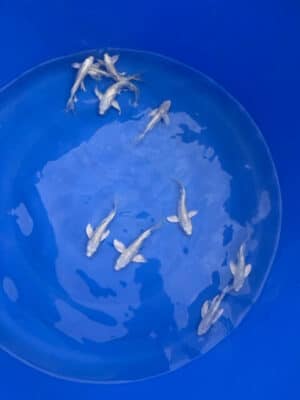 Japan Koi Ginrin Platinum Butterfly Lenz Koi