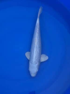 Japan Koi Ginrin Platinum Ogon Lenz Koi