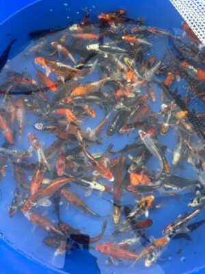 Lenz Koi Aoki Mix Japan Koi