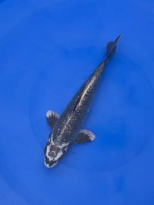 Japan Koi Ginrin Matsukawabake Lenz Koi