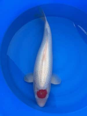 Japan Koi Tancho Lenz Koi