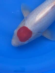 Japan Koi Tancho Kohaku Lenz Koi