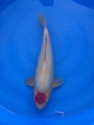 Japan Koi Tancho Kohaku Lenz Koi
