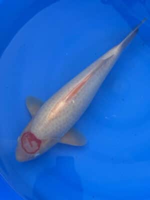 Japan Koi Tancho Kohaku Lenz Koi