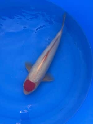 Japan Koi Tancho Kohaku Lenz Koi