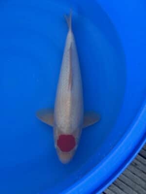 Japan Koi Tancho Kohaku Lenz Koi
