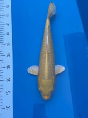 Japan Koi Yamabuki Lenz Koi
