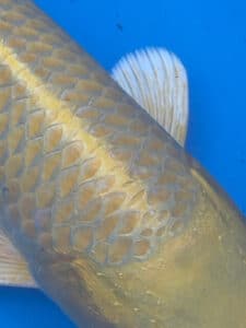 Japan Koi Yamabuki Lenz Koi