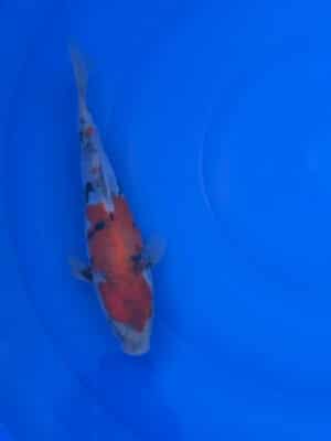Japan Koi Doitsu Showa Lenz Koi