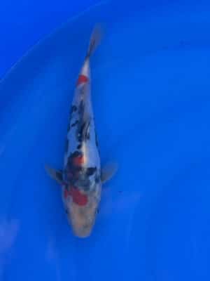 Japan Koi Doitsu Showa Lenz Koi
