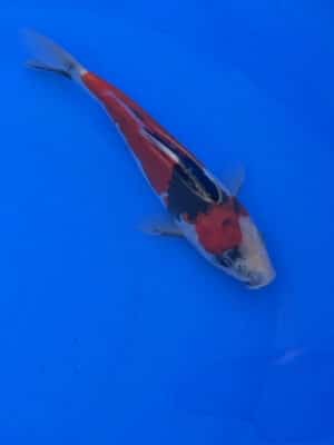 Japan Koi Doitsu Showa Lenz Koi