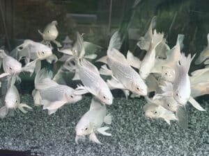 Japan Koi Ginrin Platinum Butterfly Lenz Koi