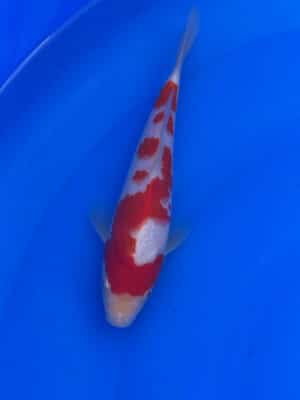 Japan Koi Kohaku Lenz Koi