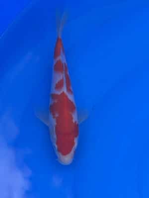 Japan Koi Kohaku Lenz Koi