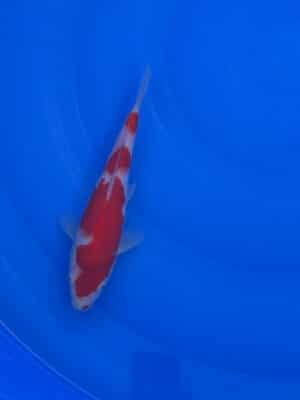 Japan Koi Kohaku Lenz Koi