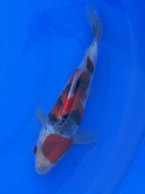 Japan Koi Showa Lenz Koi