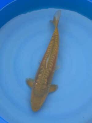 Lenz Koi Doitsu Chocolate Chagoi Japan Koi