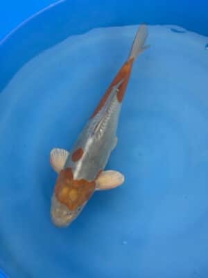 Lenz Koi Doitsu Ochiba Japan Koi