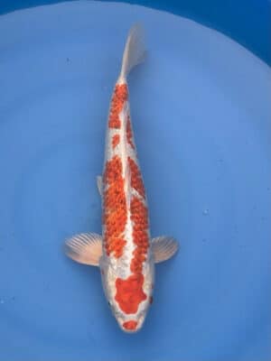 Lenz Koi Ginrin Kujaku Japan Koi
